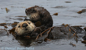 California Sea Otters, photo by Daniel Bianchetta