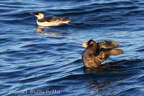 Common Murre and Tufted Puffin, photo by Daniel Bianchetta