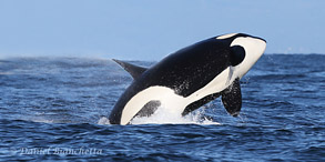 Female Killer Whale breaching, photo by Daniel Bianchetta