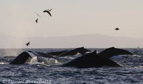 Five Humpback Whales, photo by Daniel Bianchetta