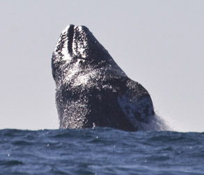 Gray Whale Breaching, photo by Daniel Bianchetta