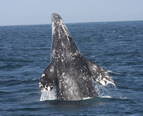 Gray Whale breaching, photo by Everett Robinson