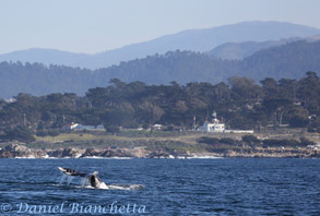 Gray Whale by Pacific Grove lighthouse, photo by Daniel Bianchetta