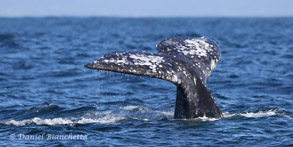 Gray Whale Tail, photo by Daniel Bianchetta