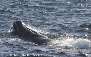 Gray Whale upside down, photo by Daniel Bianchetta