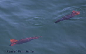 Humboldt Squid, photo by Daniel Bianchetta