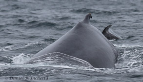 Humpback Whale and Pacific White-sided Dolphin, photo by Daniel Bianchetta