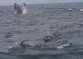 Humpback Whale and Pacific White-sided Dolphins, photo by Lori Beraha