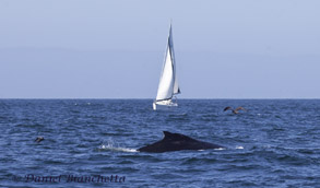 Humpback Whale and Sailboat, photo by Daniel Bianchetta