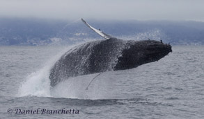 Humpback Whale Breaching and Spinning, photo by Daniel Bianchetta