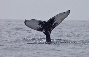 Humpback Whale ID, photo by Daniel Bianchetta