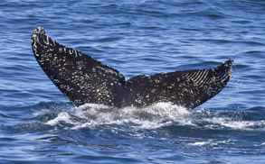 Humpback Whale ID with Killer Whale rake marks photo by Daniel Bianchetta