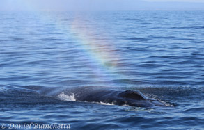 Humpback Whale Rainblow, photo by Daniel Bianchetta