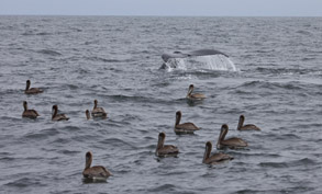 Humpback Whale with Brown Pelicans, photo by Daniel Bianchetta
