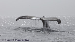 Humpback Whale  tail in the mist, photo by Daniel Bianchetta