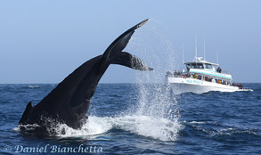Humpback tail throw and Sea Wolf II, photo by Daniel Bianchetta