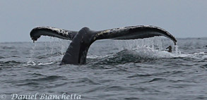 Humpback Whale and Albatross, photo by Daniel Bianchetta