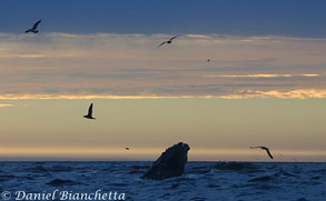 Humpback Whale at dusk,  photo by Daniel Bianchetta
