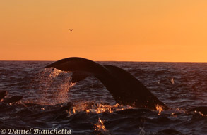 Humpback Whale at sunset, photo by Daniel Bianchetta