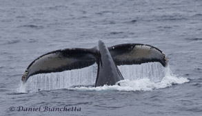Humpback Whale Flukes, photo by Daniel Bianchetta