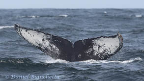Humpback Whale photo ID, photo by Daniel Bianchetta
