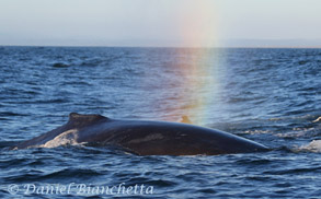 Humpback Whale rain-blow, photo by Daniel Bianchetta