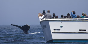 Humpback Whale tail and boat, photo by Daniel Bianchetta