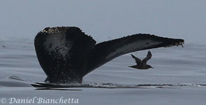 Humpback Whale Tail and Sooty Shearwater photo by Daniel Bianchetta