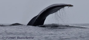 Humpback Whale Tail, photo by Daniel Bianchetta
