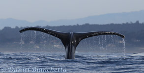 Humpback Whale Tail, photo by Daniel Bianchetta