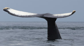 Humpback Whale tail,  photo by Daniel Bianchetta