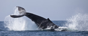 Humpback Whale Tail Lobbing, photo by Daniel Bianchetta