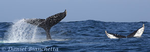 2 Humpback Whale Tails, photo by Daniel Bianchetta