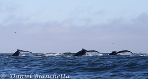 Humpback Whale Tails, photo by Daniel Bianchetta