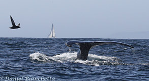 Humpback Whale, Sooty Shearwater and sailboat,  photo by Daniel Bianchetta