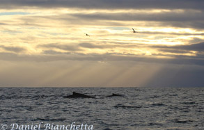 Humpback Whales in early evening, photo by Daniel Bianchetta