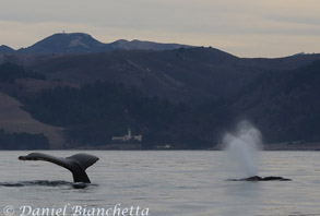 Humpback Whales with monastery in background, photo by Daniel Bianchetta