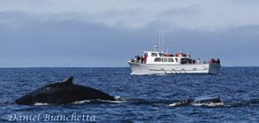 Humpback Whales and the Point Sur Clipper, photo by Daniel Bianchetta