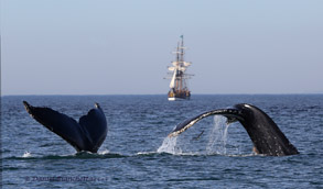 Humpback Whales and tall ship, photo by Daniel Bianchetta