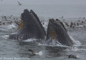 Humpback Whales lunge feeding with Sea Lions, photo by Daniel Bianchetta