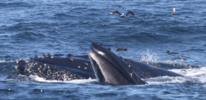 Humpback Whales lunge feeding - photo by Alisa Schulman-Janiger
