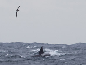 Killer Whale and Black-footed Albatross, photo by Daniel Bianchetta