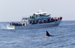 Killer Whale and the Sea Wolf II, photo by Sebastian Gorgol