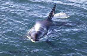 Killer Whale approaching boat, photo by Daniel Bianchetta