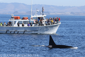 Killer Whale by Pt. Sur Clipper, photo by Daniel Bianchetta
