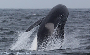 Killer Whale Fat Fin breaching sequence #1, photo by Daniel Bianchetta