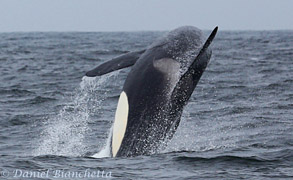 Killer Whale Fat Fin breaching sequence #2, photo by Daniel Bianchetta