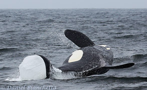 Killer Whale Fat Fin breaching sequence #4, photo by Daniel Bianchetta
