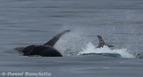 Killer Whale Fat Fin flipping Sea Lion, photo by Daniel Bianchetta