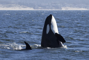 Killer Whale spy-hopping,  photo by Daniel Bianchetta